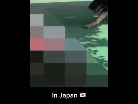 Japan vs Russia dog.#funnyvideo #moskau #japan #vs#russia #memes