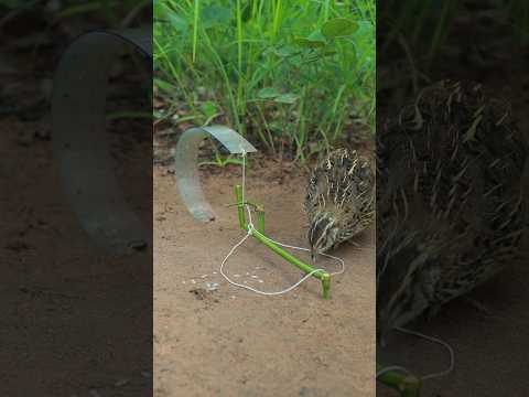 Quick build quail trap creativity #shorts #shortvideo #techniqueuniquetrap #animaltrap