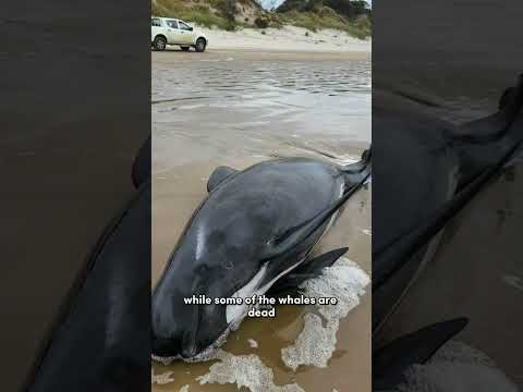 Hundreds of whales stranded on Tasmanian Beach, Australia