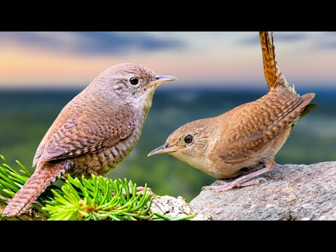 Discover the 9 sound variations of HOUSE WREN and be amazed!