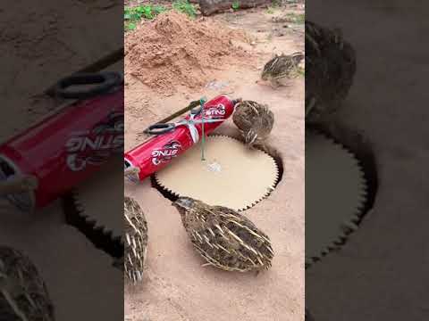 Underground Quail Trap - Amazing Quail Trap Using Paper Box