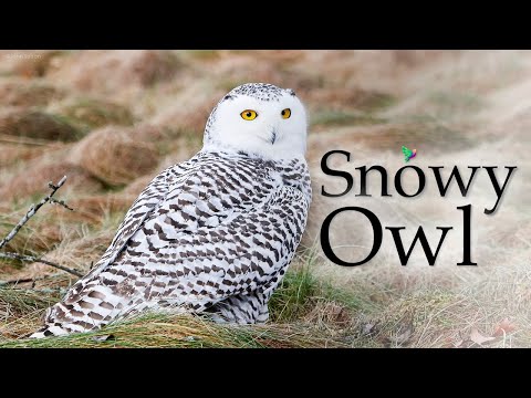 Beautiful Snowy Owl Song (Bubo scandiacus) White Owl