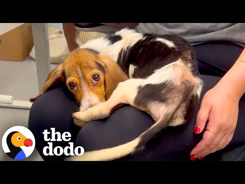 Emaciated Beagle Puppy Is Absolutely Thriving Now | The Dodo