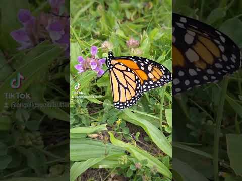 Monarchs (Full Video)