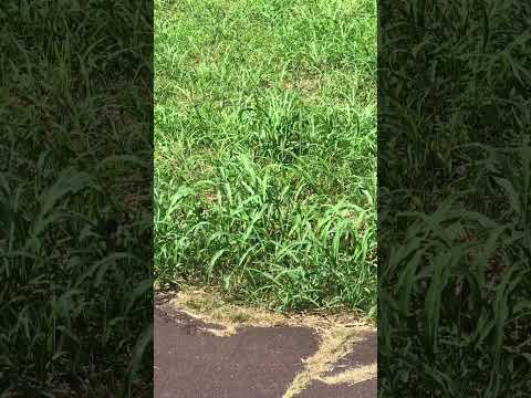 2 kids of Duck hiding in bushes along with Mom #nature #birds