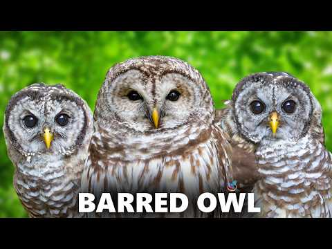 🦉The Barred Owl Call🎶 Male, Female, Juvenile and Courtship❤️