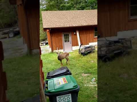 City Kid Spots A Deer In The Poconos