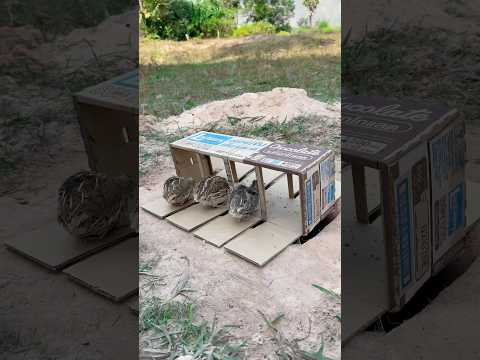 Underground quail trap - New underground quail trap using cardboard box #shorts