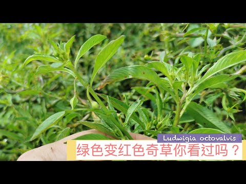 这种怪植物(水丁香)你看过吗 ? Benefits Of Ludwigia octovalvis