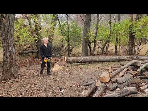 I cut down a huge dead tree today at Woodhaven.