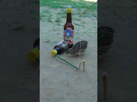 DIY Easy Quail Trap With 2 Bottles #shortvideo #ytshorts #shorts