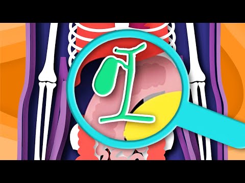 I Am YOUR Gallbladder! | The Human Gallbladder Song | KLT Anatomy