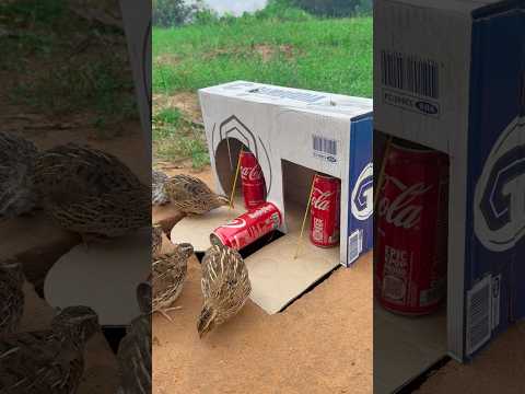 diy underground quail trap using cardboard box and 3 cans coca #shorts