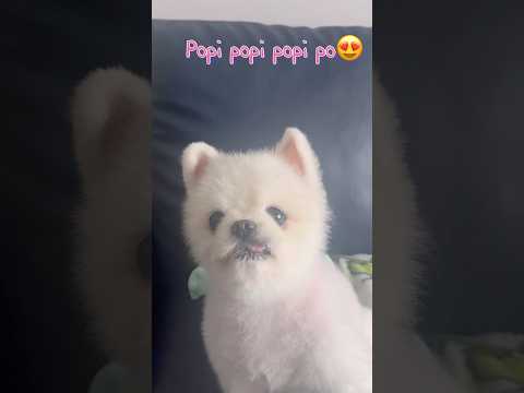 #뽀삐뽀삐뽀 #그만#popipo #cutedog #cúncondễthương