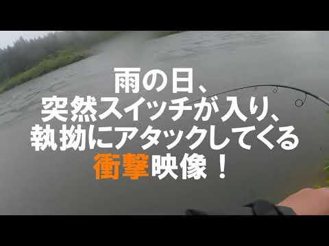 秋田サクラマス　雨の日、突然スイッチが入り執拗にアタックしてくる衝撃映像！