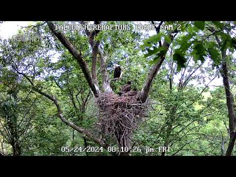 05/24/24 Parent eagle watching over nest with both eaglets resting