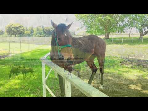 達者でナ　／　清水 博正