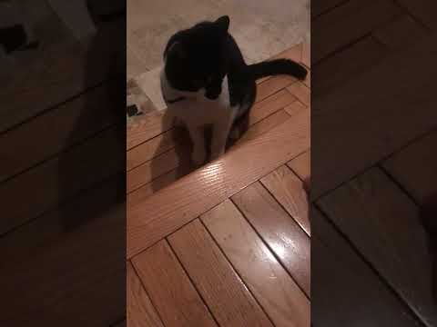 how to play with a cat