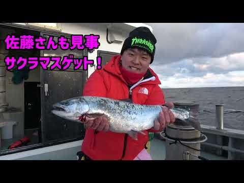 大畑海峡ロデオ　「サクラ」乱れ咲く　海の春到来！