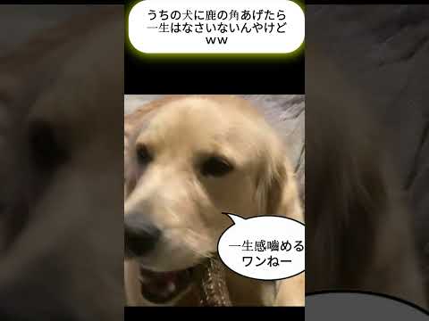 るぅくんに鹿の角上げたら一生はなさんｗｗｗ　 #shorts 　 #犬