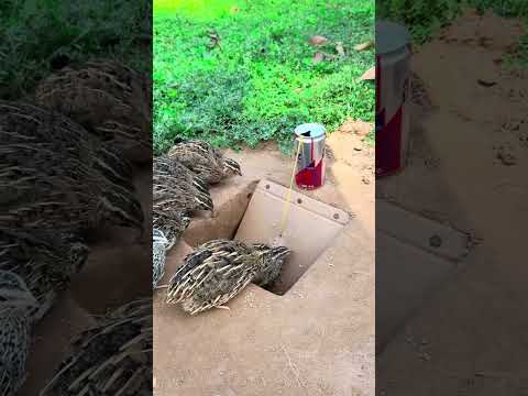 Easy Quick Underground Quail Trap Using Paper & Cans | Best Quail Trap