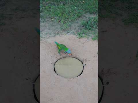 Amazing Creative DIY Parrot Trapping Technique Using Cardboard Box and Hole #ytshorts #shorts