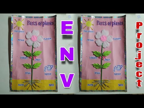 How to make school project on Parts of a plant diagram/ flower projects @modikasundayvlogs9920