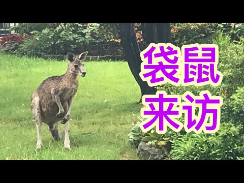 袋鼠登门拜访！警察保驾护航！在袋鼠🦘比人多的澳洲，袋鼠并不罕见！但是袋鼠串门，警察护驾，你听说过吗？（快乐姥姥·92）