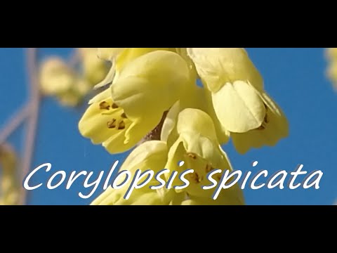 トサミズキ(Tosamizuki)　【春分】　Corylopsis spicata　日本固有種(Tosamizuki is an endemic species of Japan)