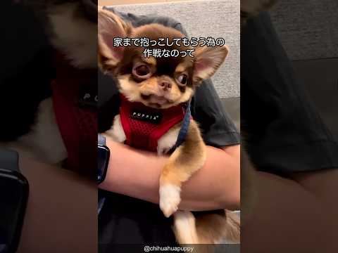 【永遠のバブ犬】チワワの可愛さがわかる1分解説