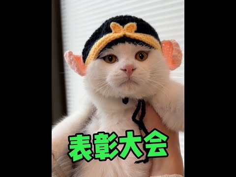 摊牌了！今天带大家看看我的团队！#奶牛猫#新手养猫