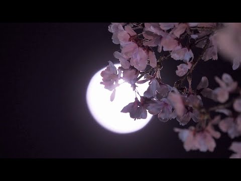 夜桜　／　山川 豊