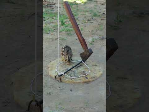 Unique Technique DIY Quail Trap Videos #animaltrap #shortvideo #shorts