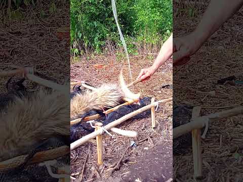 TRAP THE BEAST TO SURVIVE IN THE FOREST  #woodworking #trap #survival #bushcraft