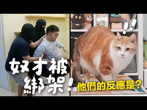 【黃阿瑪的後宮生活】奴才被綁架！貓咪們的反應是？