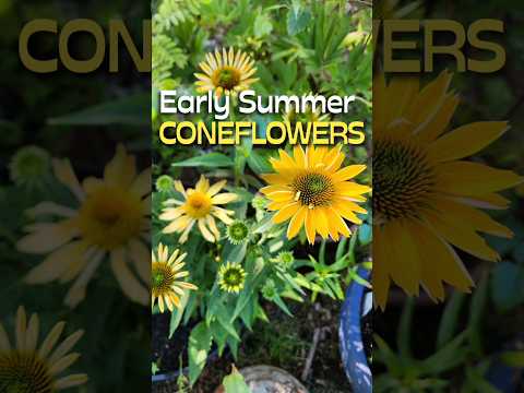 Coneflowers in Early Summer #shorts #coneflower #flowers