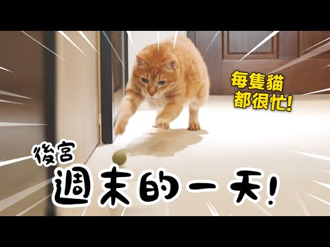 【黃阿瑪的後宮生活】後宮週末的一天！每隻貓都很忙！