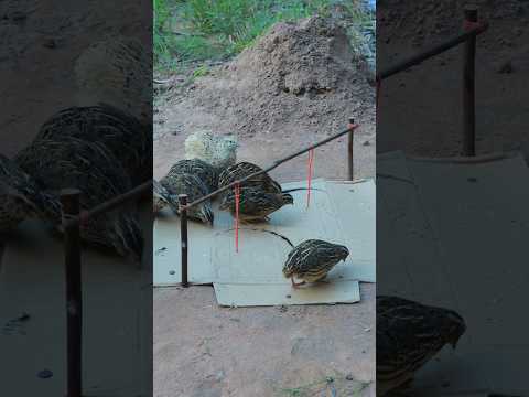 Simple DIY Design for Catching More Birds - Creative Unique Underground Quail Trap #shorts #birds