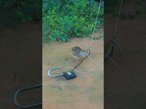 Really Quick Effective Quail Trapping #shortvideo #ytshorts #animaltrap