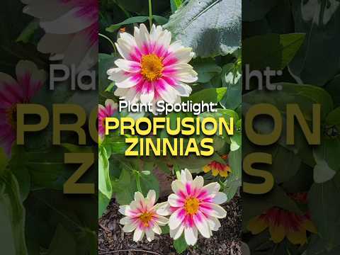 Why You Should Grow Profusion Zinnia Flowers #shorts #zinnia #foryou