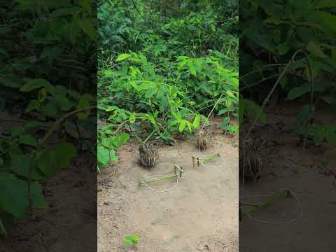 Two Effective Quail Trap DIY #short #ytshortsindia #shortsvideo