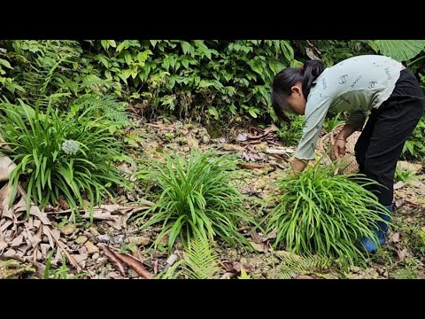 girl, go into the forest, get chives, sell them, come home, she cooks food