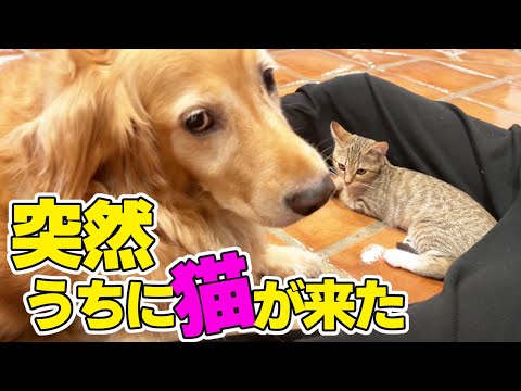 しおんが突然子猫を連れて帰ってきました！アメリカ家族の１日Vlog