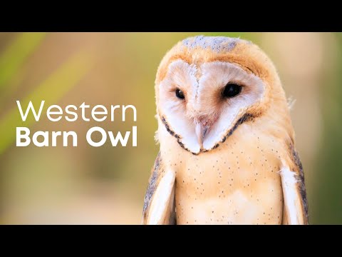 The Fascinating World of Barn Owl - Birds of Prey🦉