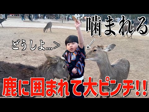 大量の鹿せんべいを持って奈良公園に凸ったら、すぐに囲まれパニックwww