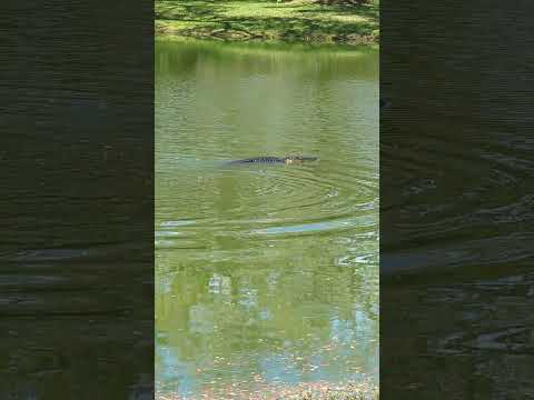 The #alligator is feisty today! 😳 #florida