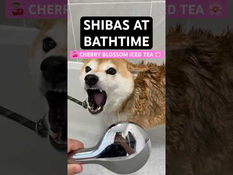 Cherry blossom iced tea 🌸 Shibas at bathtime 🧼 #cutenessoverload