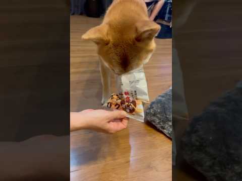 柴犬三太君　入っていないお菓子