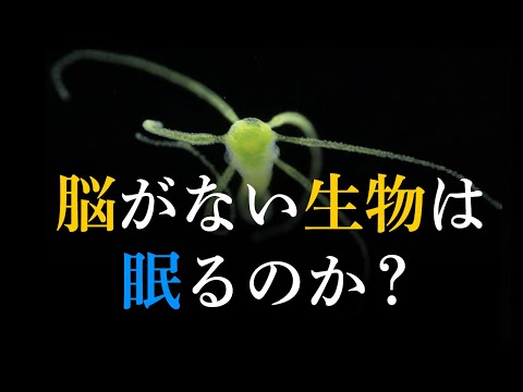 脳がない生物は眠るのか？ 研究者が真実に迫る。#86