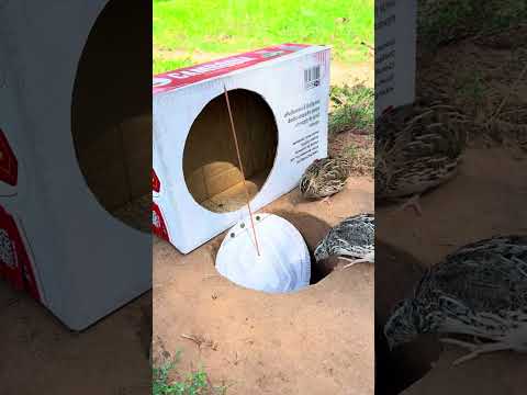 Create Amazing Underground Quail Trap Using Cardboard Box | Best Quail Trap